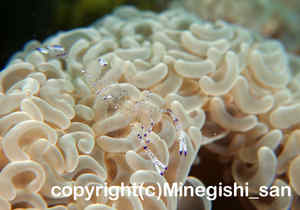 「ニセアカホシカクレエビ」　みねぎしさん撮影