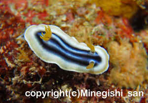 「シライトウミウシ」　みねぎしさん撮影
