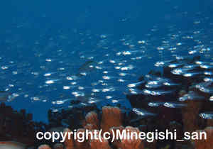 「スカシテンジクダイ」　みねぎしさん撮影