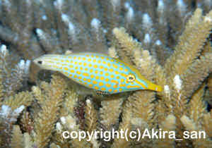 「テングカワハギ」　たかはしさん撮影