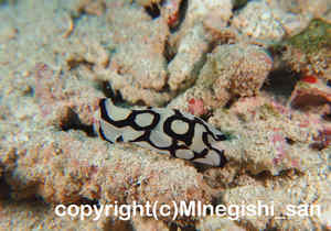 「ワモンキセワタ」　みねぎしさん撮影