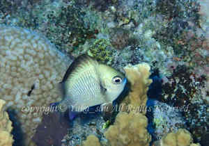 「フタスジリュウキュウスズメダイ」　ゆかさん撮影