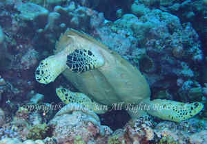 「タイマイ」　ゆかさん撮影