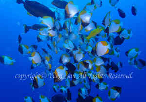 「カスミチョウチョウウオ」　ゆかさん撮影