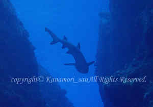 「ネムリブカ」　かなもりさん撮影