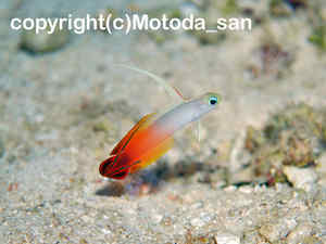 「ハタタテハゼ」　もとださん撮影