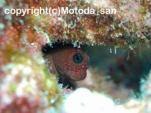 「ベニツケタテガミカエルウオ」　もとださん撮影