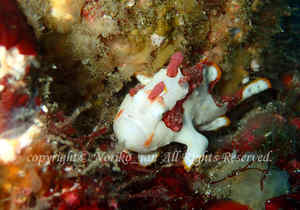 「クマドリカエルアンコウ」　のりこさん撮影