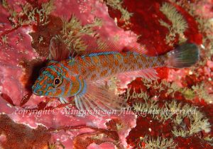 「ヒメギンポ」　みねぎしさん