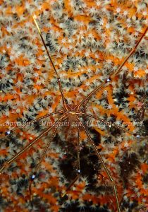 「オルトマンワラエビ」　みねぎしさん