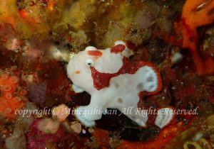 「クマドリカエルアンコウ」　みねぎしさん