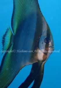 「アカククリ」　ほしみさん