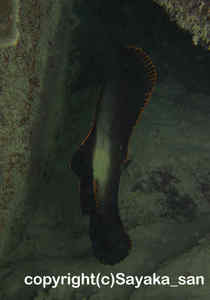 「アカククリ」　さやかさん撮影