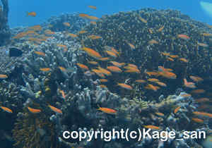 「アカネハナゴイ」　かげやまさん撮影