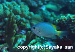 「アサドスズメダイ」　さやかさん撮影