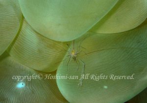 「バブルコ－ラルシュリンプ」　ほしみさん