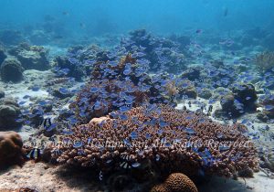 「デバスズメダイ」　ほしみさん