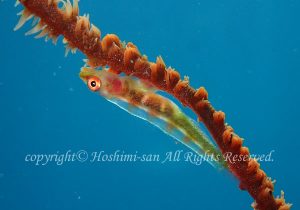 「ガラスハゼ」　ほしみさん