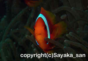 「ハマクマノミ」　さやかさん撮影