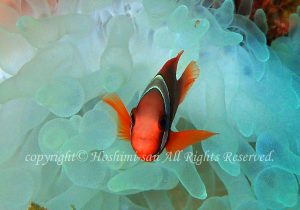 「ハマクマノミ」　ほしみさん