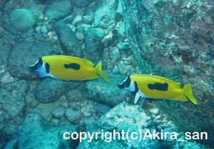 「ヒフキアイゴ」　あきらさん撮影