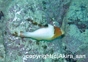 「イロブダイ」　あきらさん撮影