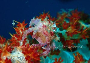 「イソコンペイトウガニ」　ほしみさん