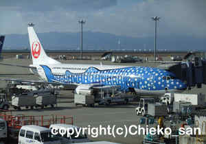 「ジンベエジェット」　ちえこさん撮影