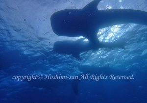 「ジンベエザメ」　ほしみさん
