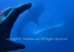 「ジンベエザメ」　ほしみさん