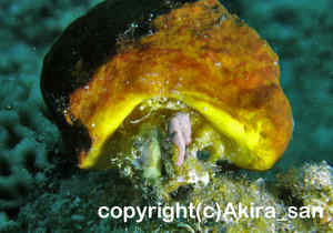 「カイカムリ」　あきらさん撮影