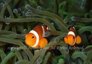 「カクレクマノミ」　ほしみさん