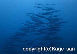 「ホソカマス」　かげやまさん撮影