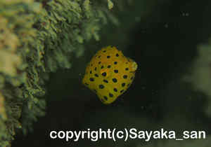 「ミナミハコフグ」　さやかさん撮影