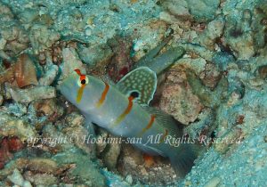 「ニチリンダテハゼ」　ほしみさん