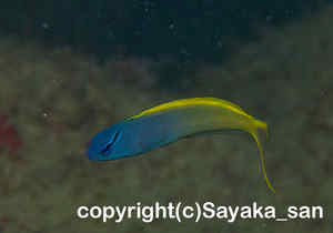 「オウゴンニジギンポ」　さやかさん撮影