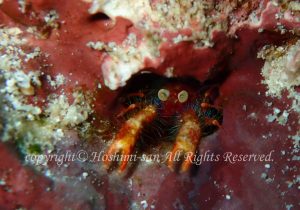 「アナモイリチュウウコシオリエビ」　ほしみさん