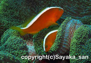 「セジロクマノミ」　さやかさん撮影