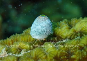 「ユキンコボウシガニ」　ほしみさん