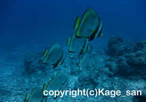 「アカククリ」　かげやまさん撮影