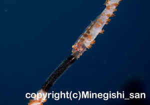 「ガラスハゼ」　みねぎしさん撮影