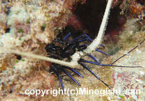 「ゴシキエビ」　みねぎしさん撮影