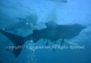 「ジンベエザメ」　かげやまさん