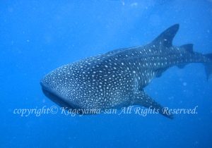 「ジンベエザメ」　かげやまさん