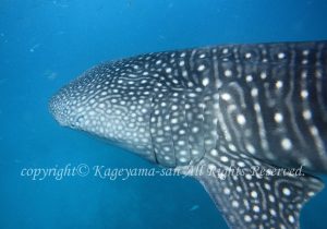 「ジンベエザメ」　かげやまさん