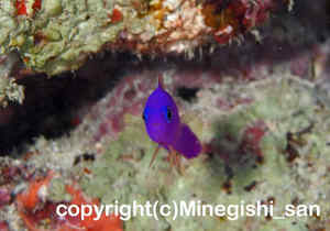 「クレナイニセスズメ」　みねぎしさん撮影