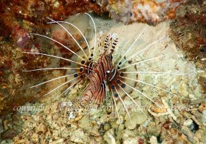 「ネッタイミノカサゴ」　かげやまさん