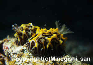「パイナップルウミウシ」　みねぎしさん撮影