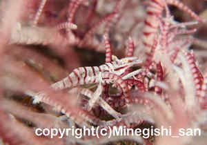 「ツノメヤドリエビ」　みねぎしさん撮影