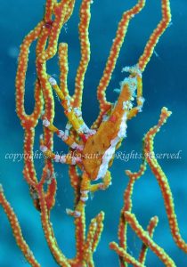 「イソバナガニ」　のりこさん